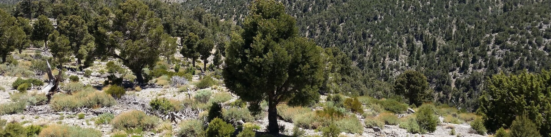 Spent the day mountain biking up at Charlie