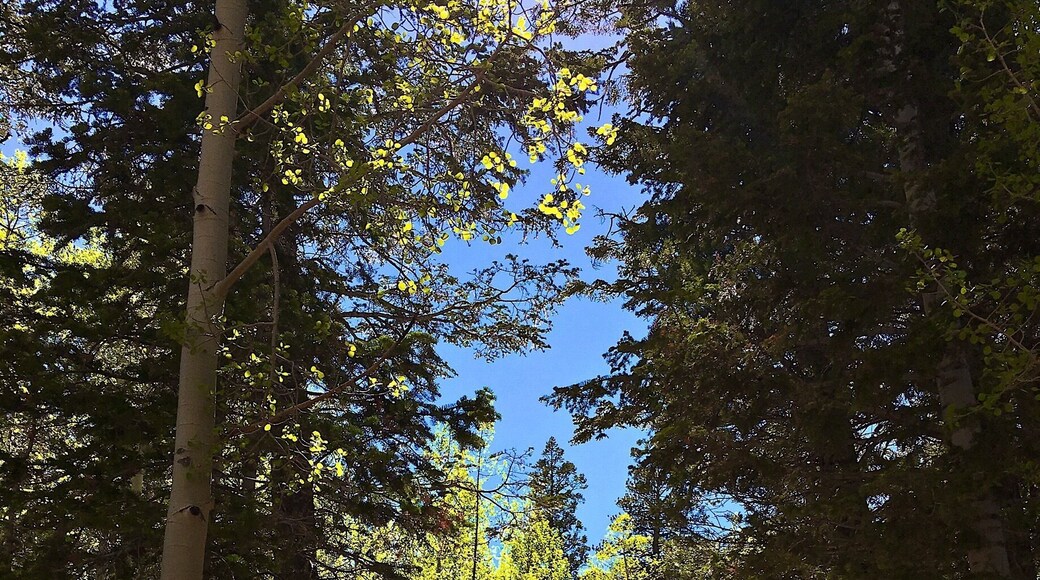 Complejo de esquí Las Vegas Ski and Snowboard Resort