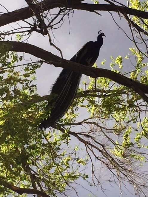 Nice place to bring family. Petting zoo, small train, horse riding etc