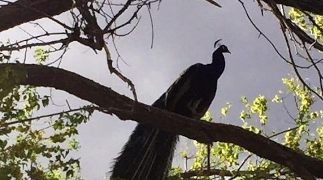 Nice place to bring family. Petting zoo, small train, horse riding etc