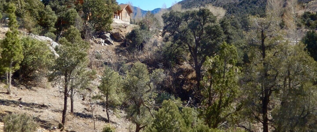 A wooden cabin surrounded by pine trees on a hillside.