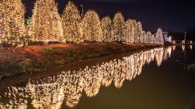 Um rio refletindo fileiras de árvores de Natal iluminadas.