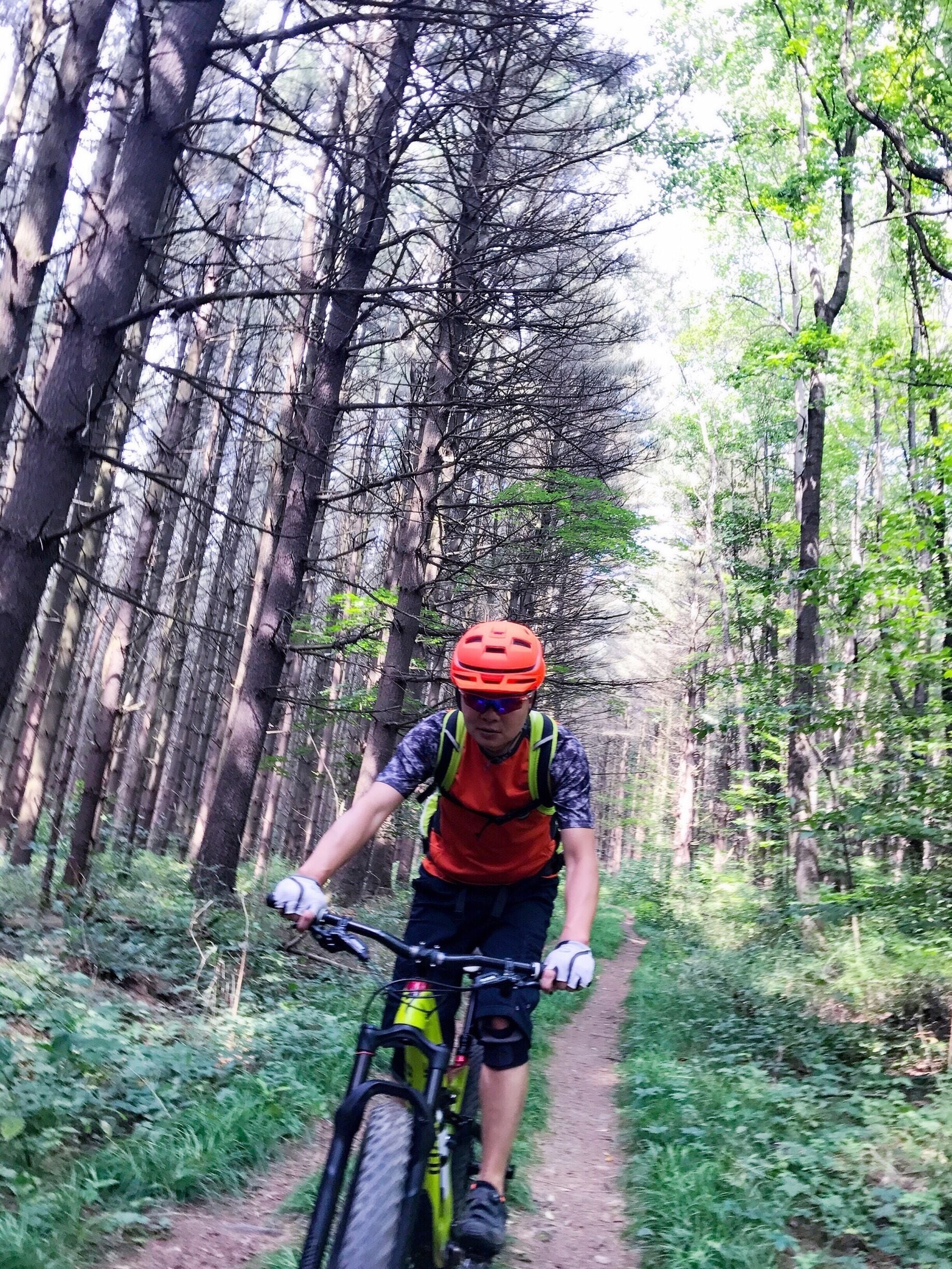 Pretty MTB trail along with pine tree path...mixed levels of trails for choices