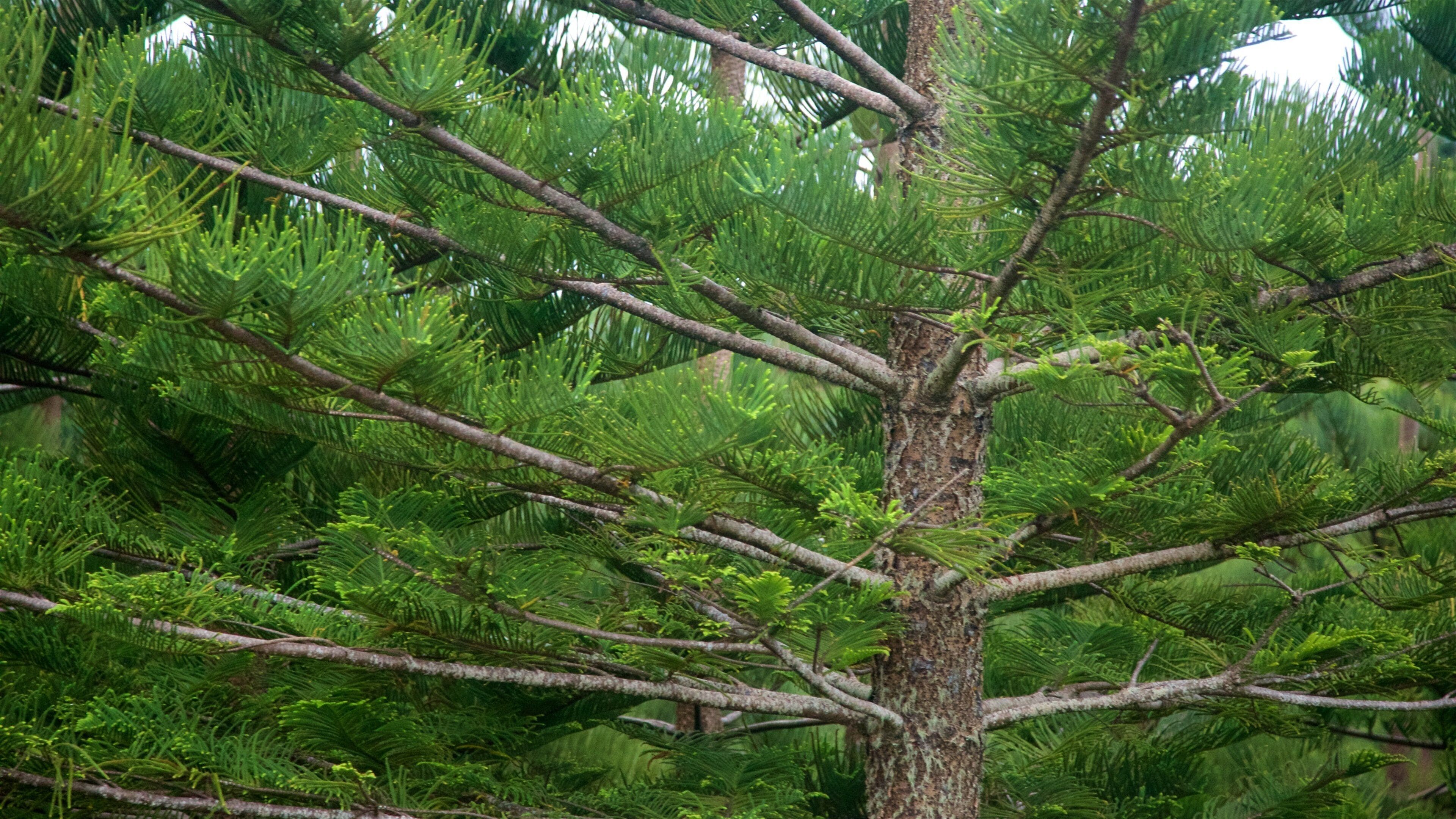 Norfolk Island which includes a park