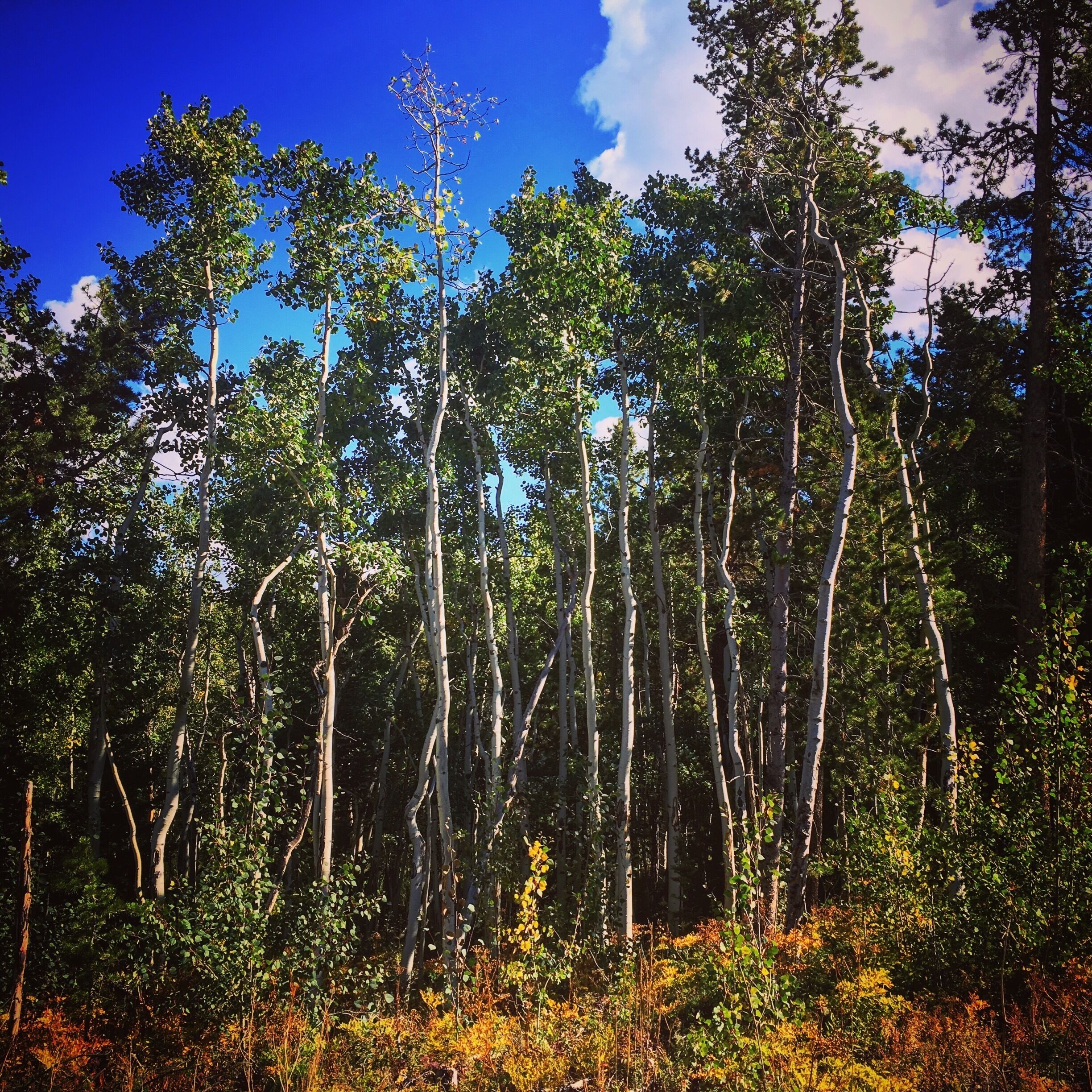 Cute hiking path, just off the highway into town. 