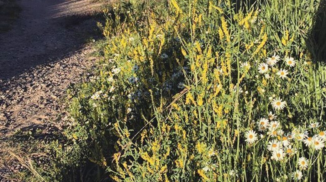 Can I be back in the #mountains now? #Nederland #Colorado #lake #wildflowers #nature #WeekendGetaway