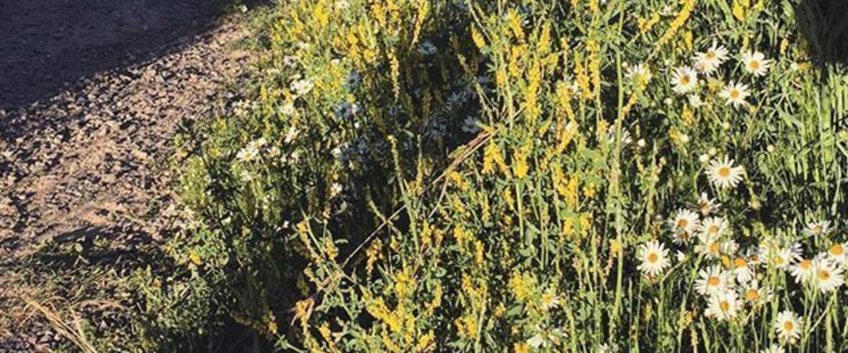 Can I be back in the #mountains now? #Nederland #Colorado #lake #wildflowers #nature #WeekendGetaway