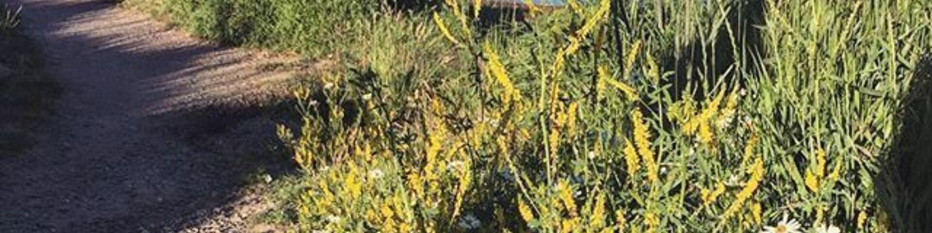 Can I be back in the #mountains now? #Nederland #Colorado #lake #wildflowers #nature #WeekendGetaway