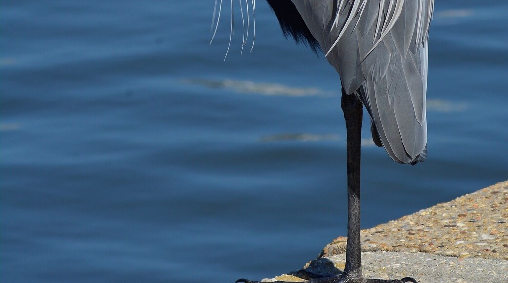 Great Blue Heron,Gulfport, Mississippi
#BvsBlue