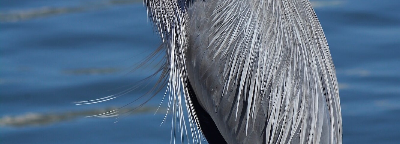 Great Blue Heron,Gulfport, Mississippi
#BvsBlue
