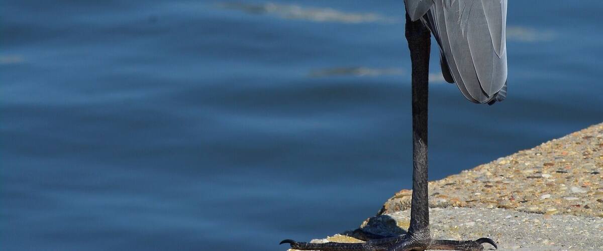 A heron standing by a body of water.