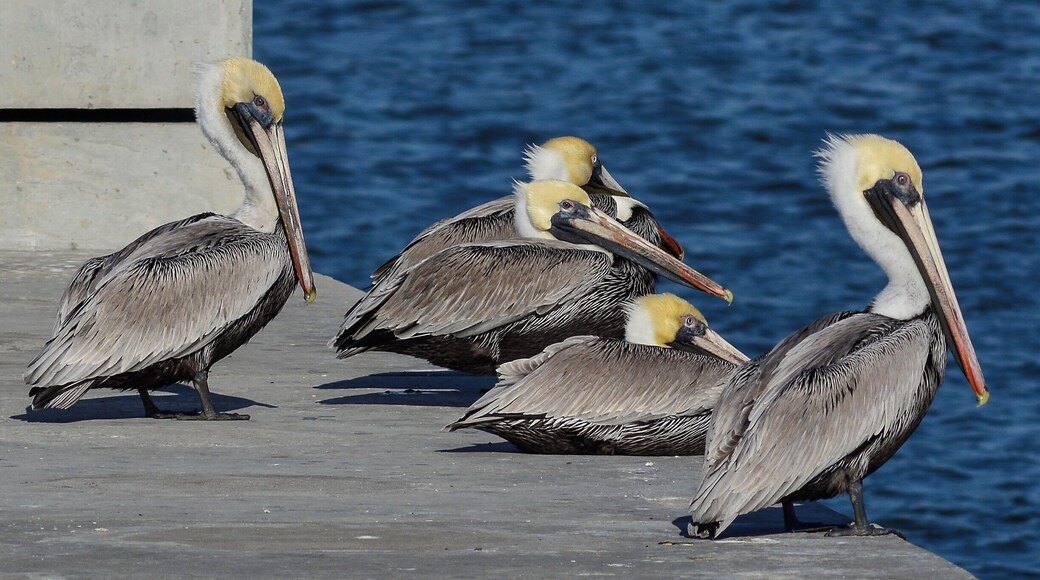 Brown Pelicans warming in the sun on a sea wall, Gulfport, Mississippi