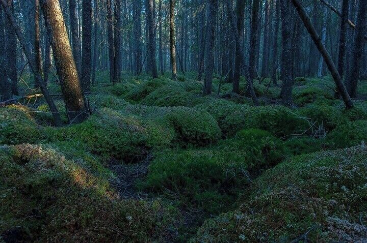 There are trails behind the college and University that take you through woods, swamps and beautiful trails. You park by the gate and walk down the road and the trails are back there. There is a boardwalk through the bog.