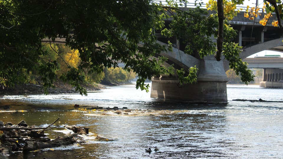 A river with a bridge, trees, and ducks.