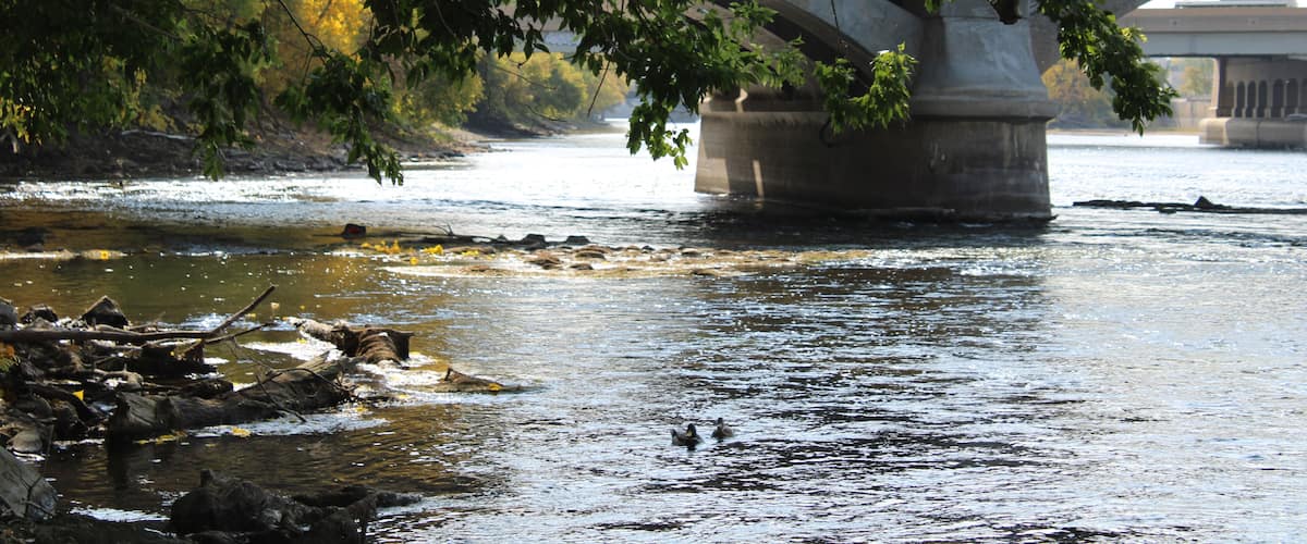 A river with a bridge, trees, and ducks.