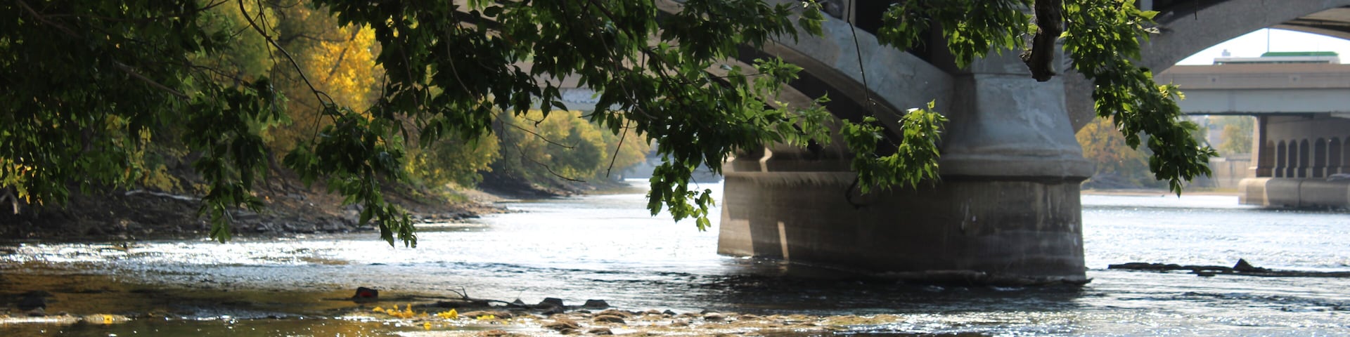 A river with a bridge, trees, and ducks.