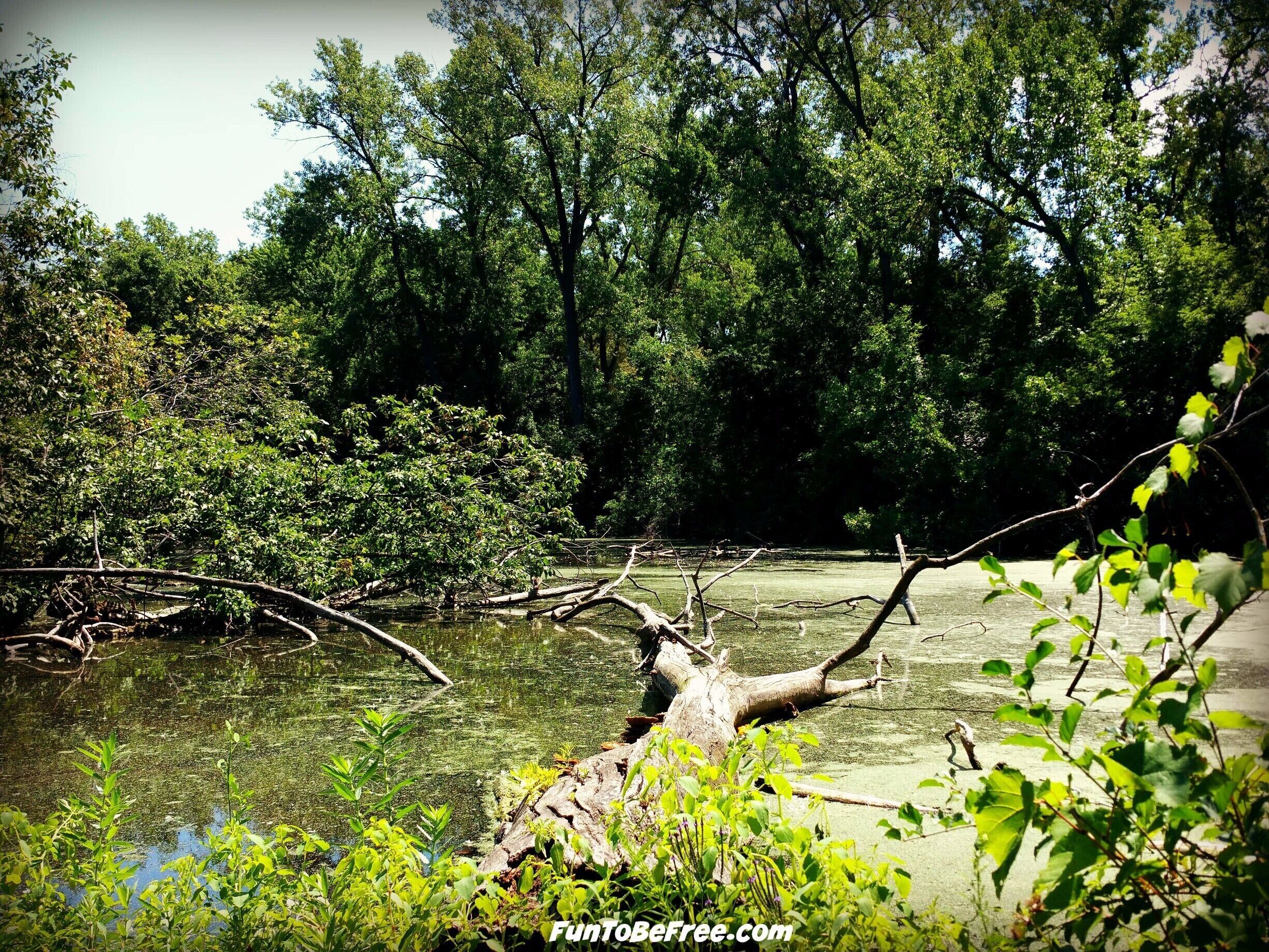 The #BayBeach #WildLife Sanctuary area is a great place family or just to get away. A well kept up park with many animals to see... Plus great trails for ‪#‎Hiking‬ & ‪#‎Biking‬ ‪#‎WeekendGetAway‬ Part of my North East Wisconsin album on Facebook.