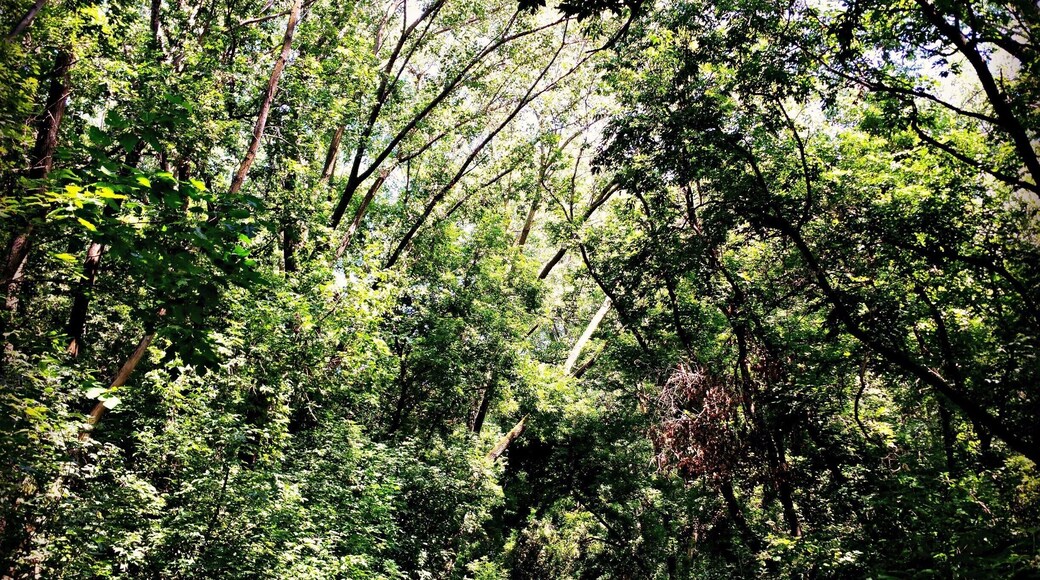 The #BayBeach #WildLife Sanctuary area is a great place family or just to get away. A well kept up park with many animals to see... Plus great hidden trails for âȘ#âHiking⏠& âȘ#âBiking⏠âȘ#âWeekendGetAway⏠Part of my North East Wisconsin album on Facebook.
