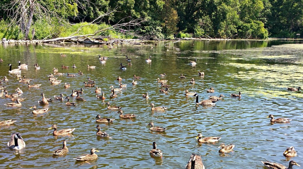 Duck & Geese Spa!
The #BayBeach #WildLife Sanctuary area is a great place family or just to get away. A well kept up park with many animals to see... Plus great trails for #Hiking & #Biking #WeekendGetAway Part of my North East Wisconsin album on Facebook.