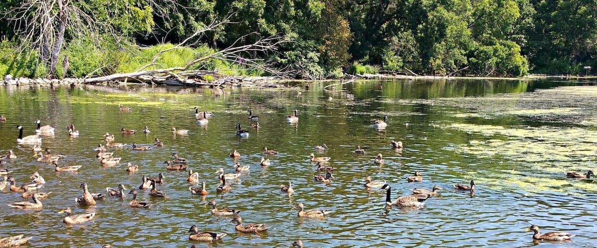 Duck & Geese Spa!  
The #BayBeach #WildLife Sanctuary area is a great place family or just to get away. A well kept up park with many animals to see... Plus great trails for #Hiking & #Biking #WeekendGetAway Part of my North East Wisconsin album on Facebook.