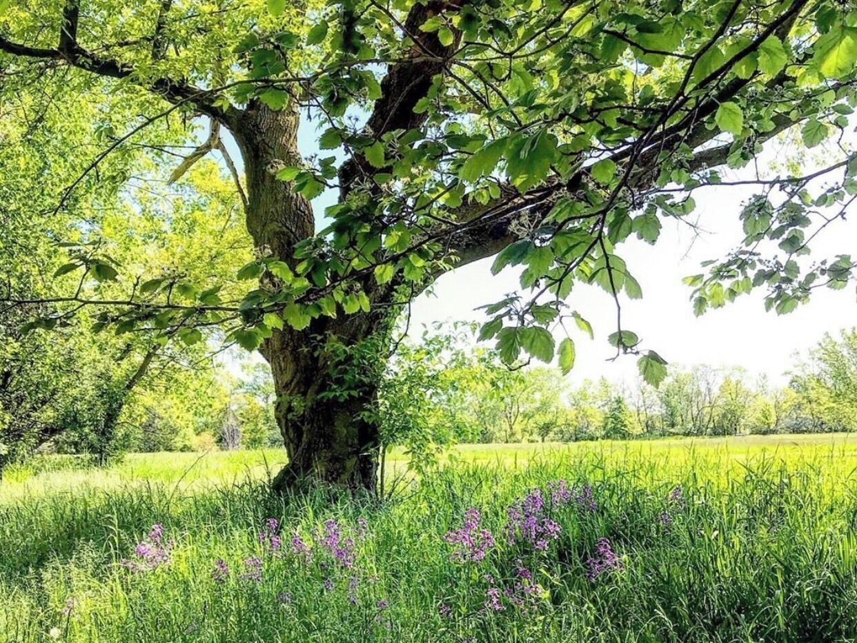 Cloud watching ☁️
