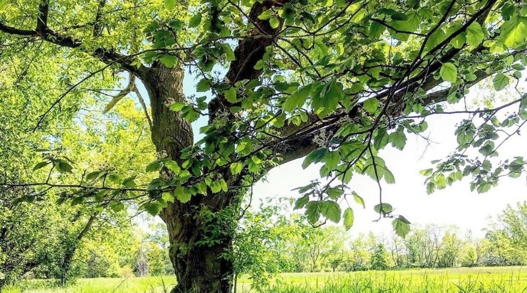 Cloud watching ☁️