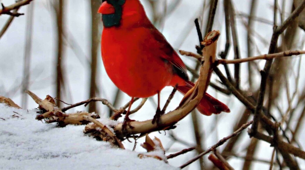 Cardinal, such a pretty bird