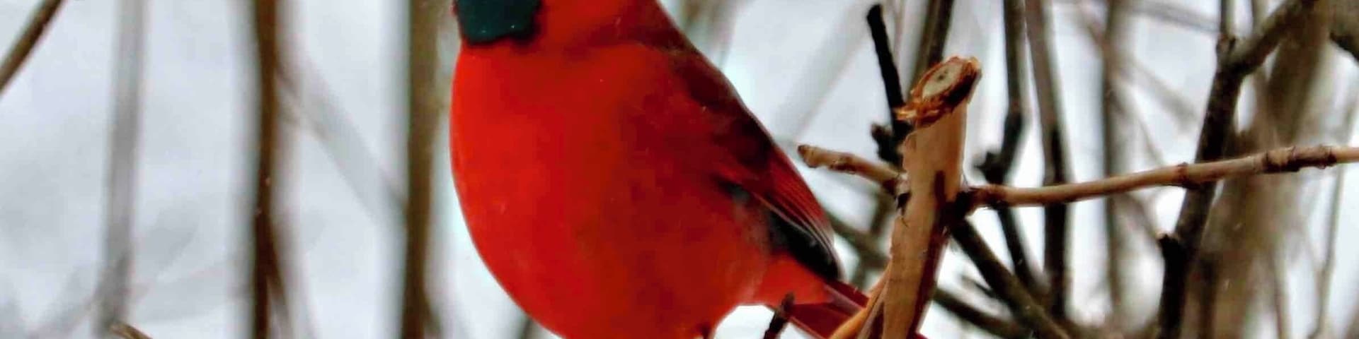 Cardinal, such a pretty bird