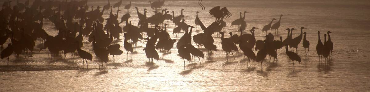 Grand Island which includes bird life, a lake or waterhole and a sunset