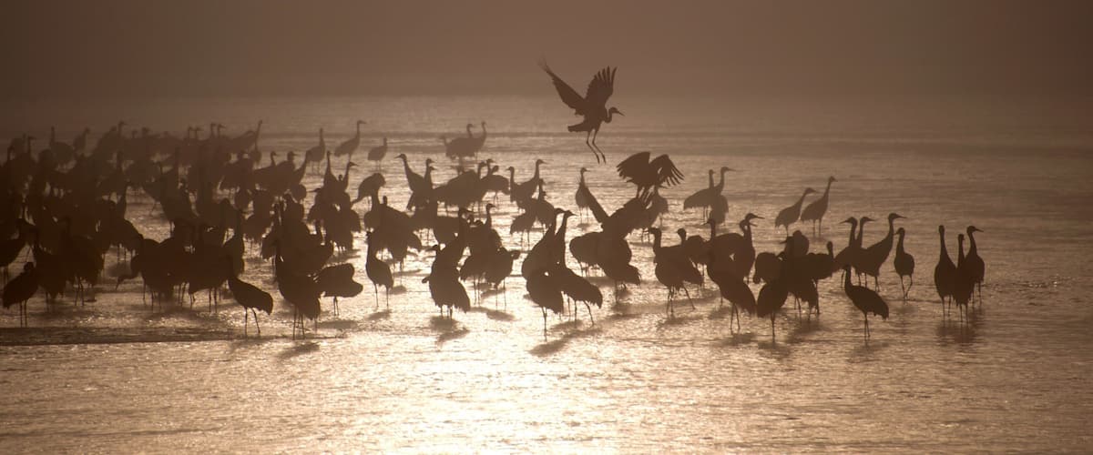 Grand Island which includes bird life, a lake or waterhole and a sunset