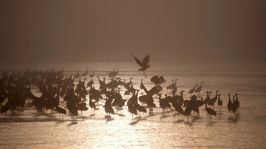 Grand Island which includes bird life, a lake or waterhole and a sunset