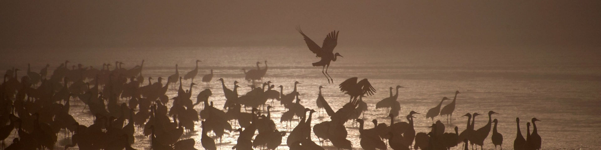 Grand Island which includes bird life, a lake or waterhole and a sunset