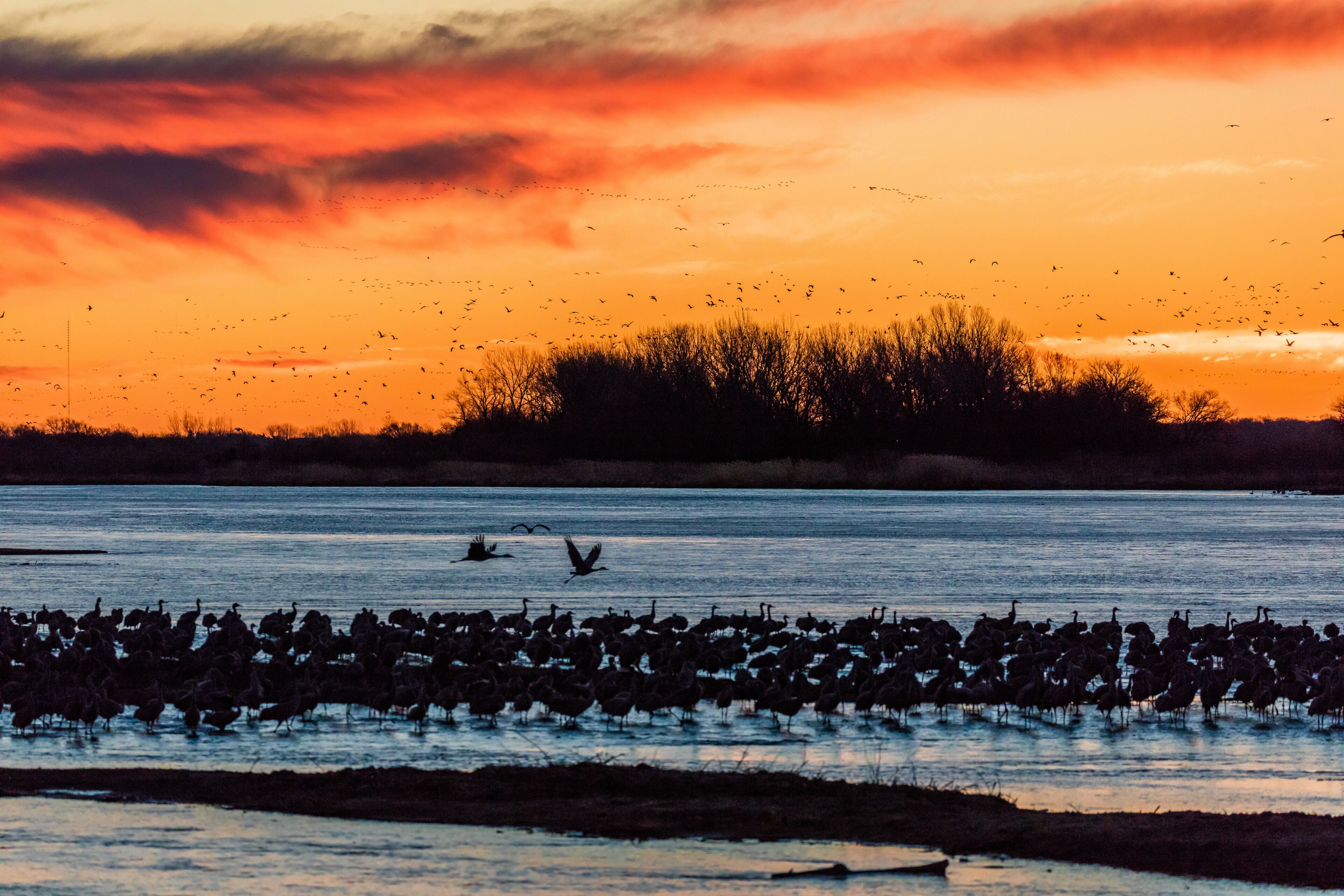 Grand Island, Nebraska -PLATTE RIVER, UNITED STATES Migratory water fowl and Sandhill Cranes are on their spring migration from Texas and Mexico, north to Canada, Alaska, and Siberia