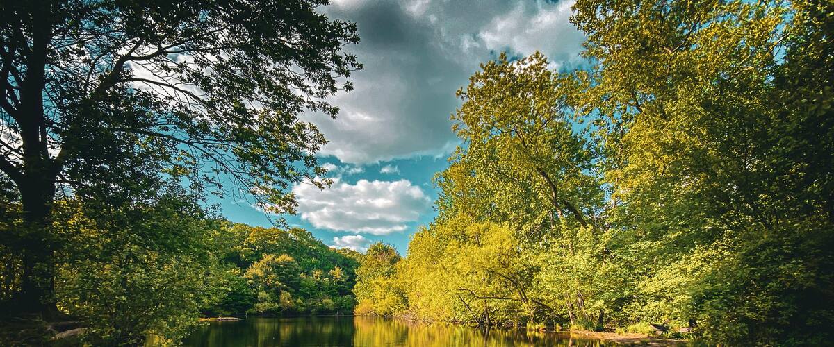 A calm lake surrounded by dense green trees and a clear sky.
