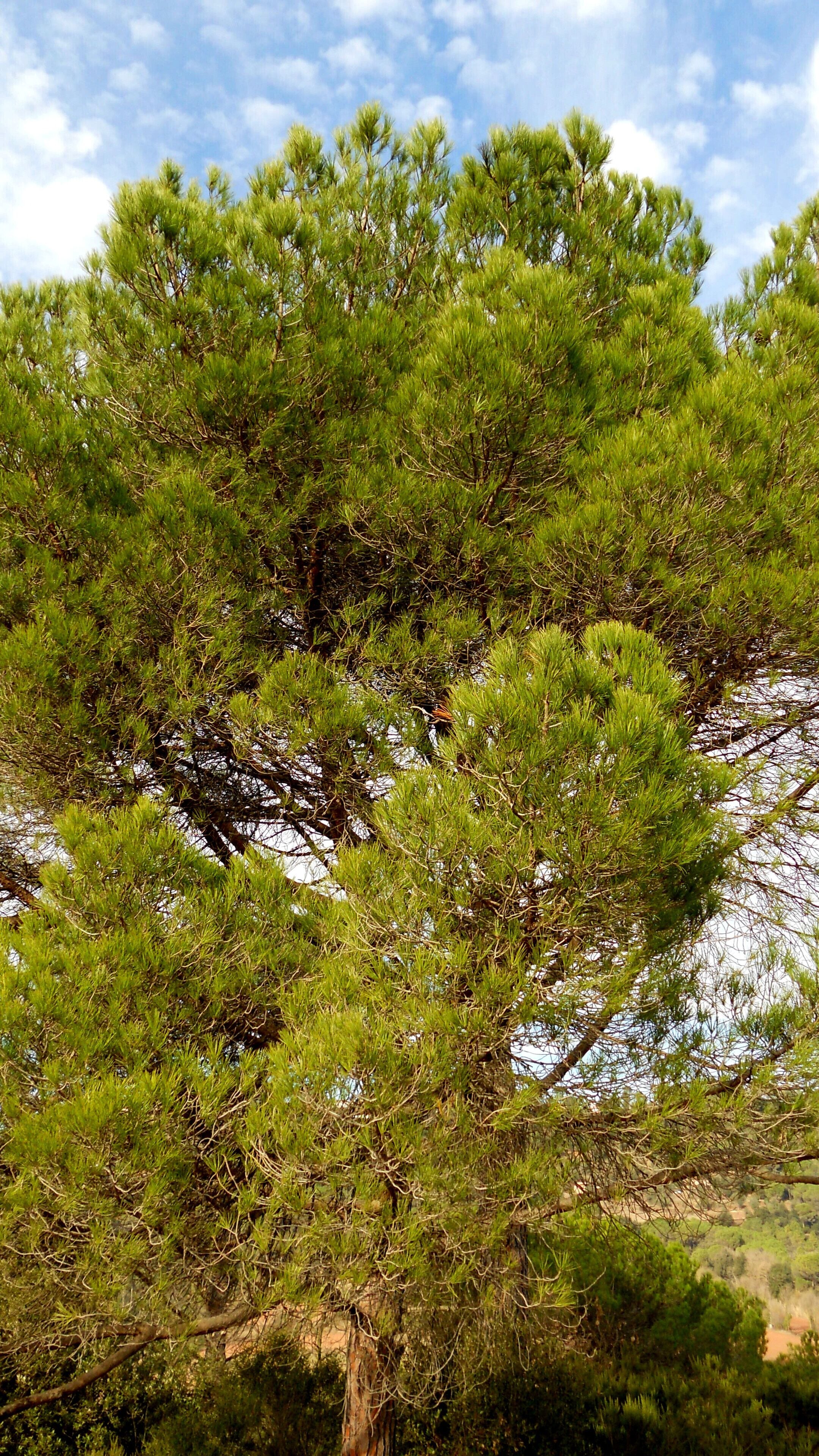 VOLTANTS TURÓ DE CAN GARCIA ( VALL DE SANT DANIEL)