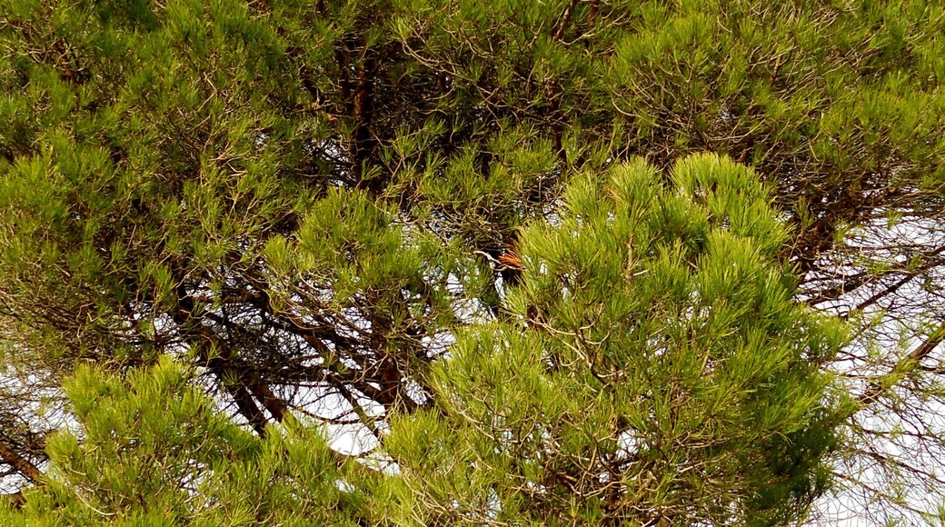 VOLTANTS TURÓ DE CAN GARCIA ( VALL DE SANT DANIEL)