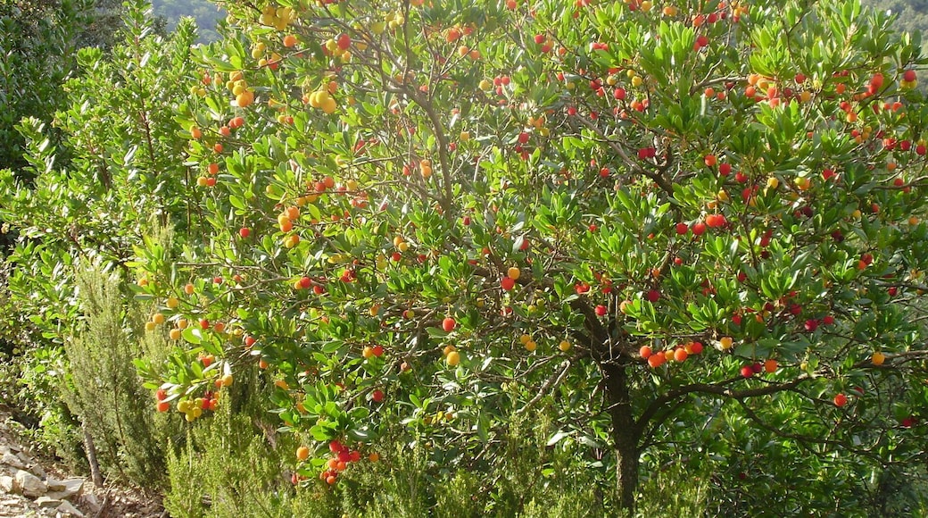 Arboç. Ruta dels Ecosistemes (Girona)