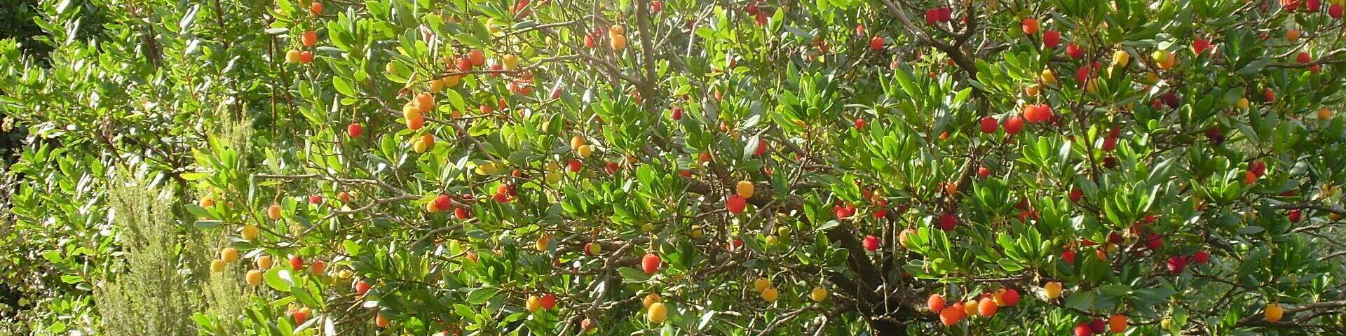 Arboç. Ruta dels Ecosistemes (Girona)