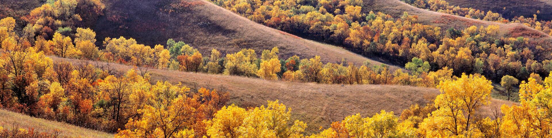 USA, North Dakota, New Town. Cottonwoods in fall color fill the coulees near New Town in North Dakota.