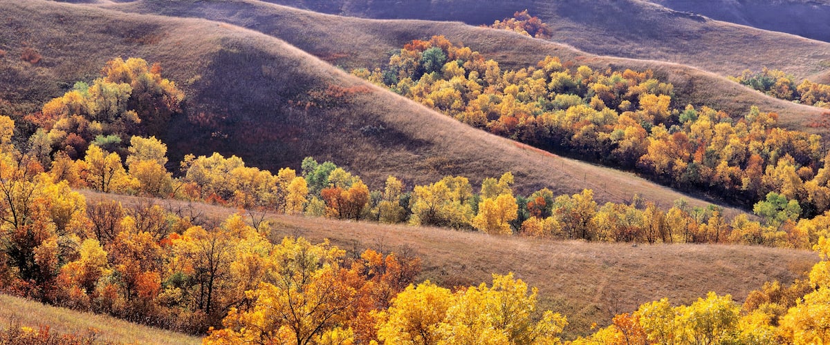 USA, North Dakota, New Town. Cottonwoods in fall color fill the coulees near New Town in North Dakota.