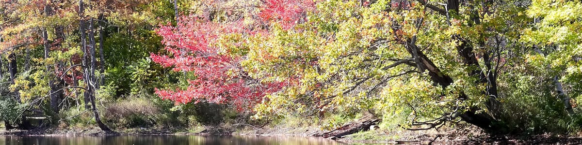 close up trees with fall foliage beside a pond in newbury, new hampshire