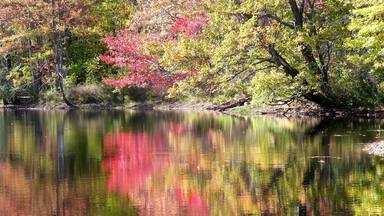 close up trees with fall foliage beside a pond in newbury, new hampshire