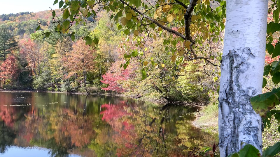 A calm lake surrounded by autumn-colored trees and a birch tree in the foreground.