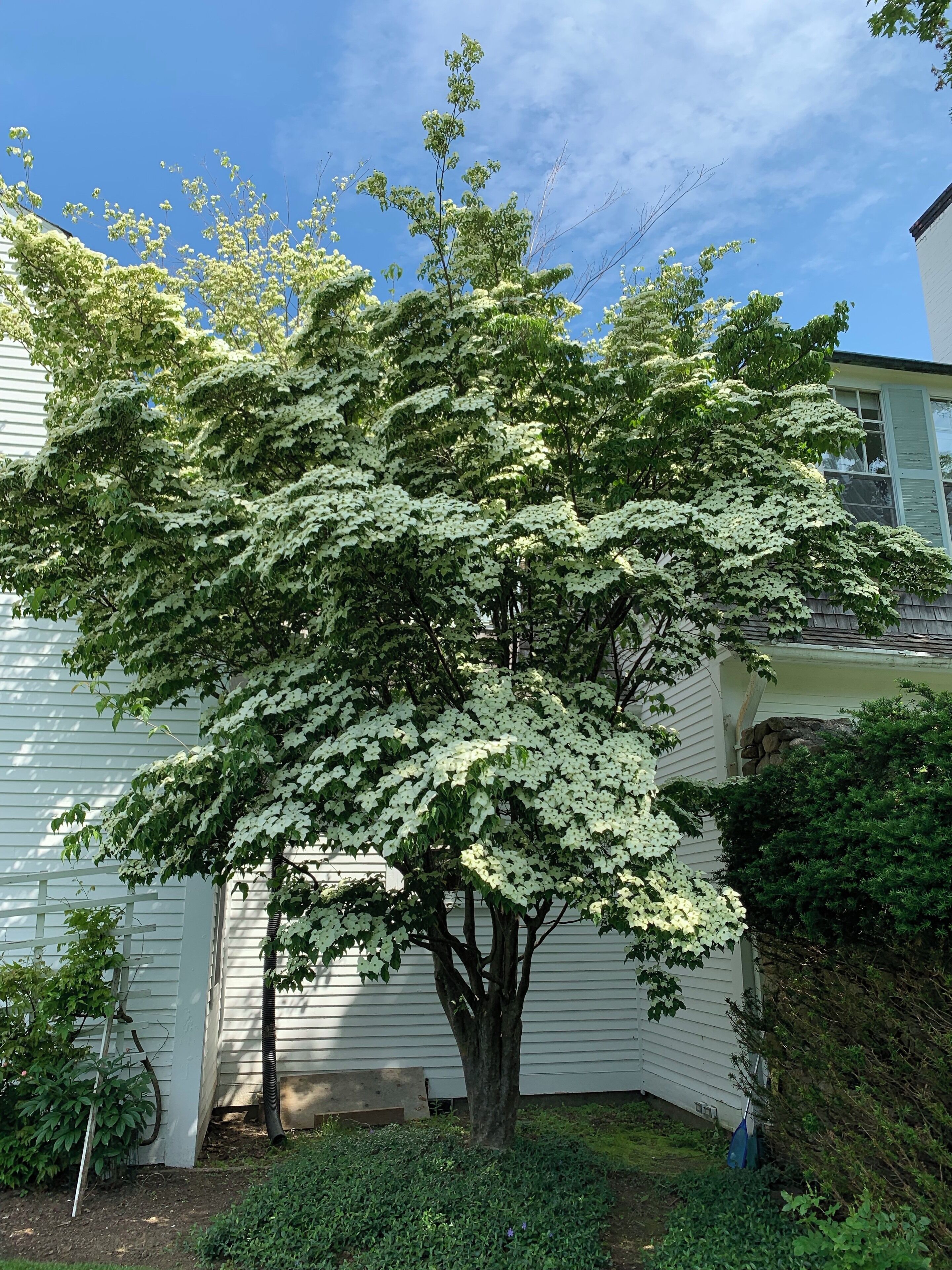 A beautiful dogwood tree in full bloom on the John Hay estate.