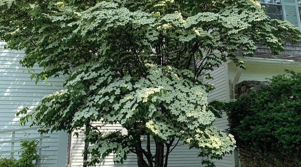 A beautiful dogwood tree in full bloom on the John Hay estate.