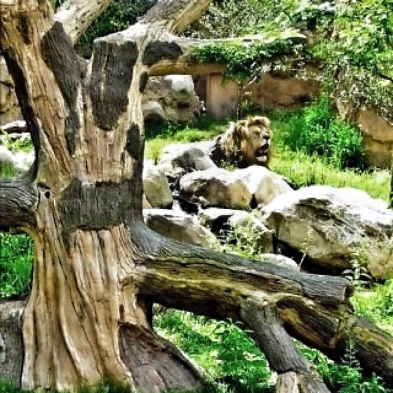 The African savannah? No, the amazing Lion habitat at John Ball Park Zoo!
John Ball Zoological Garden is an urban park located on the west side of the city of Grand Rapids, Michigan, USA. The John Ball Zoo is situated on the ravines and bluffs along the west edge of the park.
The zoo houses a variety of animals from around the world and is a significant regional attraction. With the Zoo School and Wildlife Conservation Fund the zoo gives something back to the community and world as a whole.
The zoo is an accredited member of the Association of Zoos and Aquariums (AZA), and was the first zoo in Michigan to receive accreditation. -wiki
#Michigan #PureMichigan #Zoo #JohnBallParkZoo #JohnBallPark