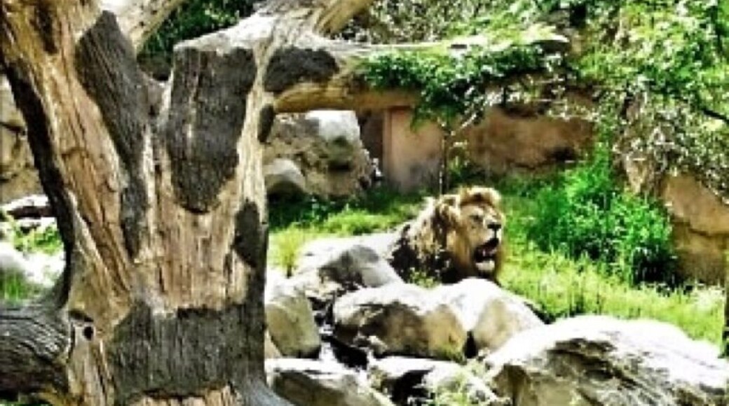 The African savannah? No, the amazing Lion habitat at John Ball Park Zoo!
John Ball Zoological Garden is an urban park located on the west side of the city of Grand Rapids, Michigan, USA. The John Ball Zoo is situated on the ravines and bluffs along the west edge of the park.
The zoo houses a variety of animals from around the world and is a significant regional attraction. With the Zoo School and Wildlife Conservation Fund the zoo gives something back to the community and world as a whole.
The zoo is an accredited member of the Association of Zoos and Aquariums (AZA), and was the first zoo in Michigan to receive accreditation. -wiki
#Michigan #PureMichigan #Zoo #JohnBallParkZoo #JohnBallPark