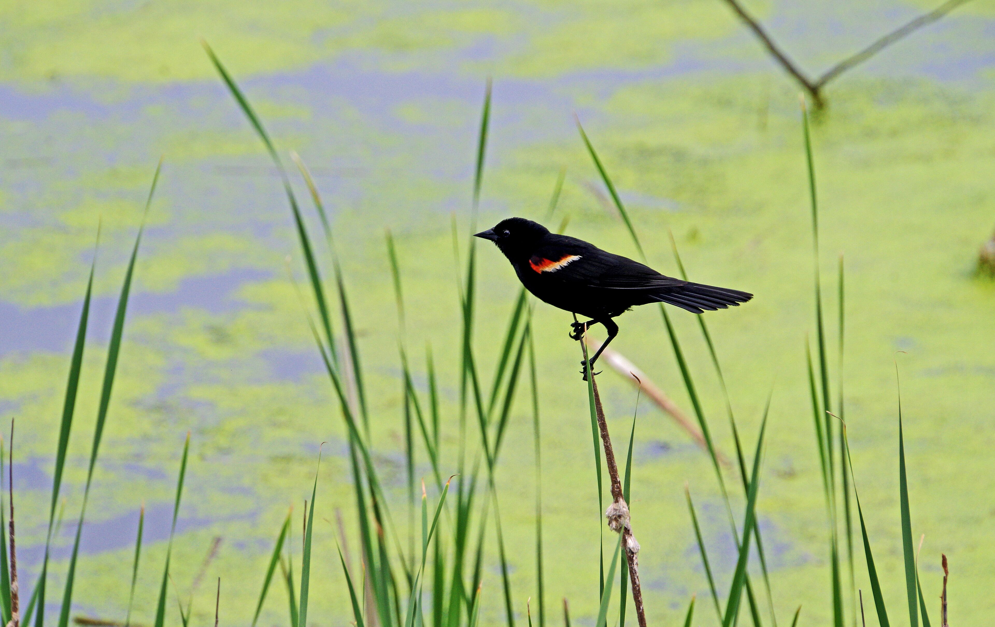 The bird was a bonus. I liked the algae in the water and the contrast of the reeds. #Nature