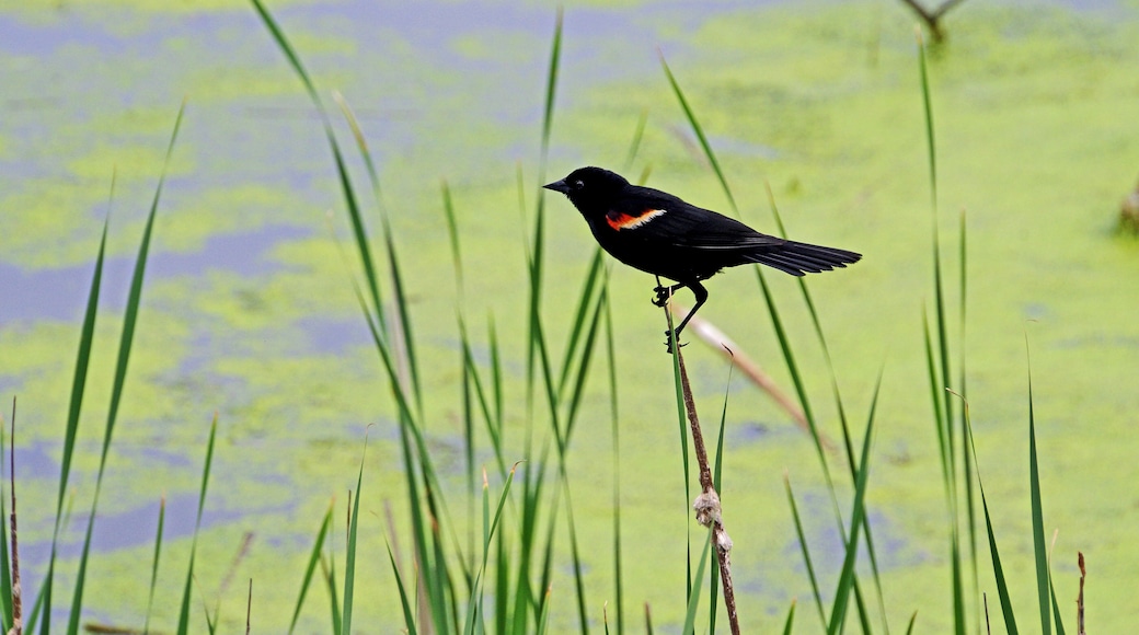 The bird was a bonus. I liked the algae in the water and the contrast of the reeds. #Nature