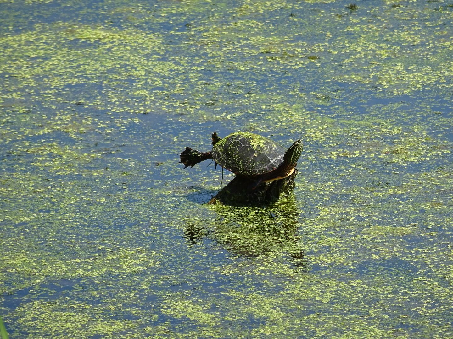 A turtle perched precariously on an exposed stump.

Appendages arranged strategically to maximize surface area to soak up the sun.